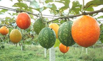 吊瓜的树的吊瓜可以吃吗,可食用之谜揭晓