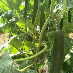 吃瓜多少钱一袋瓜种子,一袋瓜种，吃瓜多少钱？