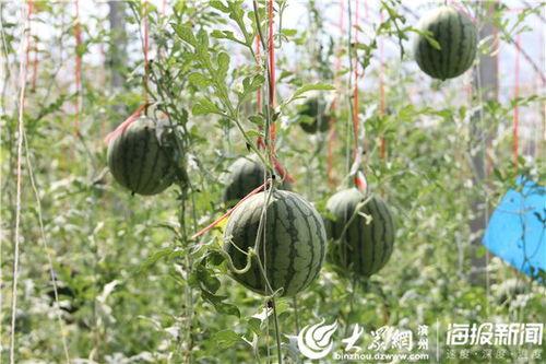 抚州吃瓜事情视频最新,真相与谣言的较量