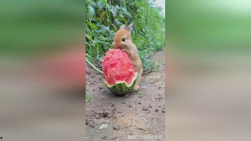 兔子吃小瓜好吗,兔子适宜食用小瓜吗？营养分析及食用建议