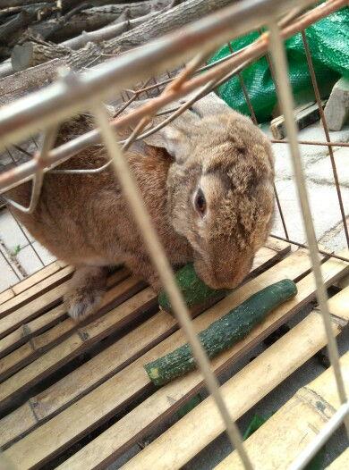 兔子吃小瓜好吗,兔子适宜食用小瓜吗？营养分析及食用建议