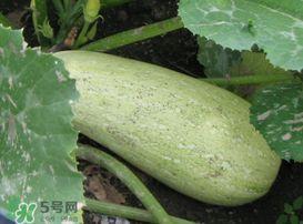 角瓜角瓜怎么吃,探索角瓜的多样美味