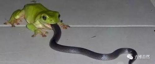 抖音吃瓜蛇,揭秘网络红人的幕后故事