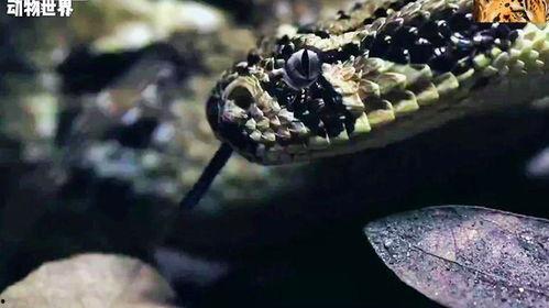 抖音吃瓜蛇,揭秘网络红人的幕后故事