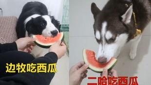 哈士奇吃瓜图片,瓜界新宠！