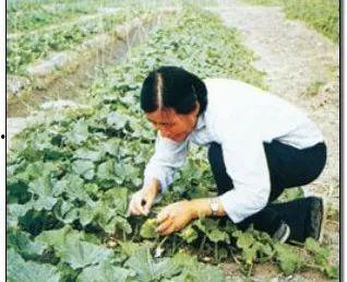 吃瓜小道群,网络社交新趋势下的八卦盛宴