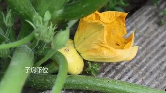 海伦司吃瓜群,揭秘娱乐圈幕后故事