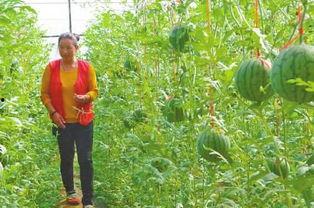 吊炉瓜怎么吃,解锁美味新体验