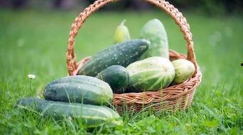 春吃芽夏吃瓜吃什么瓜,四季饮食智慧，夏季瓜类美食指南