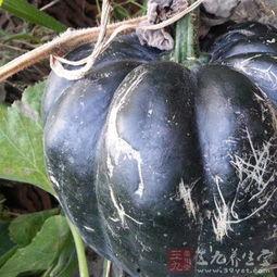 经期吃老方瓜好吗,经期食用老方瓜的适宜性探讨