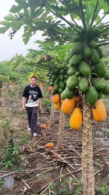 山上女孩吃瓜,山间女孩的夏日瓜香时光