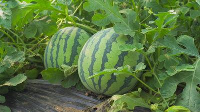 黄骅热门吃瓜视频,揭秘当地生活百态