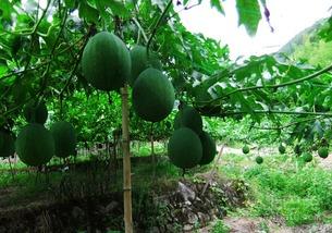 吃小吊瓜的视频  第1张