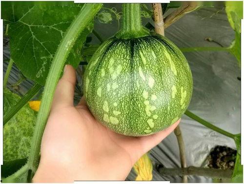 吃小吊瓜的视频  第2张