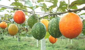 吃小吊瓜的视频  第3张