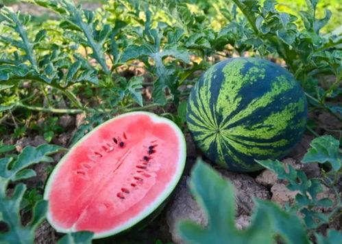 吃瓜刚摘的新瓜图片大全,吃瓜达人必看新瓜图片大全 第2张 吃瓜刚摘的新瓜图片大全,吃瓜达人必看新瓜图片大全 第2张