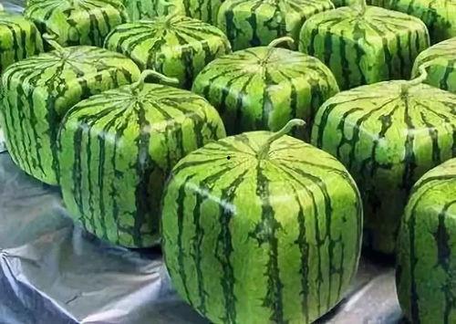 吃瓜刚摘的新瓜图片大全,吃瓜达人必看新瓜图片大全 第3张 吃瓜刚摘的新瓜图片大全,吃瓜达人必看新瓜图片大全 第3张