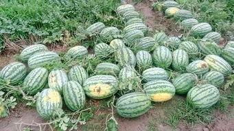 夏邑最新吃瓜事件,揭秘网络热议背后的真相 第1张 夏邑最新吃瓜事件,揭秘网络热议背后的真相 第1张