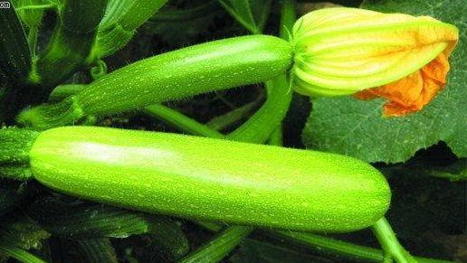 美女吃西葫芦瓜,美女与西葫芦瓜的浪漫邂逅  第1张