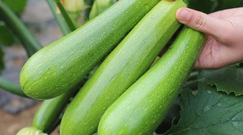 美女吃西葫芦瓜,美女与西葫芦瓜的浪漫邂逅  第2张