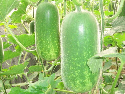 百校吃瓜  第2张