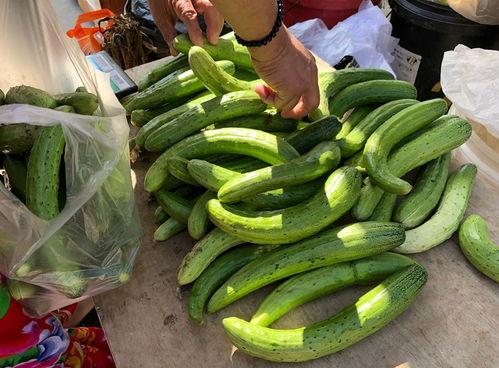 伏天吃五瓜,五瓜助你清凉度夏 第2张 伏天吃五瓜,五瓜助你清凉度夏 第2张