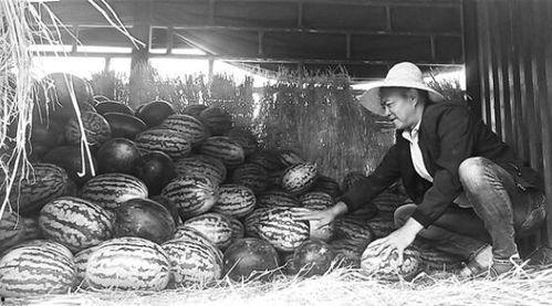 盛京吃瓜群众事件,一场网络舆论的风暴与反思 第1张 盛京吃瓜群众事件,一场网络舆论的风暴与反思 第1张