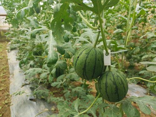 吃瓜51图片,一场视觉盛宴的幕后故事  第3张