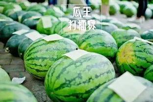 吃瓜王比赛,舌尖上的狂欢盛宴 第2张 吃瓜王比赛,舌尖上的狂欢盛宴 第2张