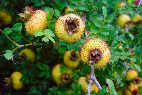 刺梨吃瓜配料,探索创新配料新风尚 第1张 刺梨吃瓜配料,探索创新配料新风尚 第1张