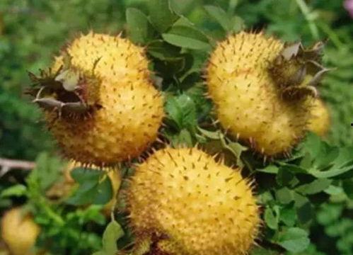 刺梨吃瓜配料,探索创新配料新风尚 第3张 刺梨吃瓜配料,探索创新配料新风尚 第3张