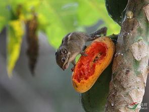 吃瓜松鼠微博,# “吃瓜松鼠”微博揭秘娱乐圈幕后故事 第3张 吃瓜松鼠微博,# “吃瓜松鼠”微博揭秘娱乐圈幕后故事 第3张