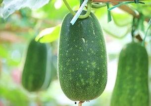 吃五瓜四瓜  第1张