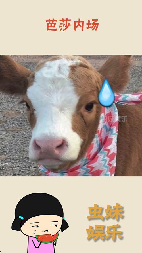 抖音吃瓜前线,揭秘热门事件背后的真相  第2张