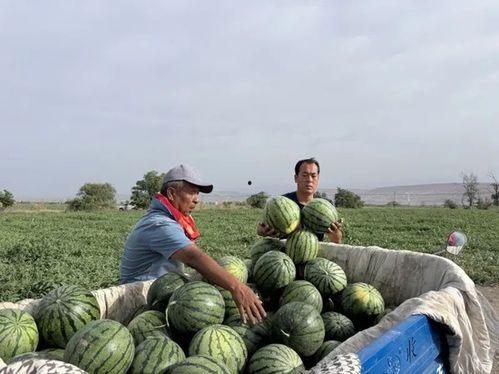 文安吃瓜被抓 第1张 文安吃瓜被抓 第1张