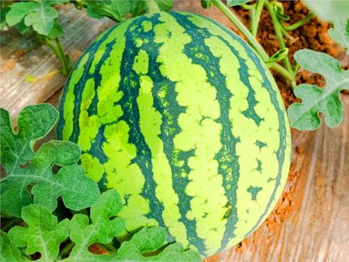 网络上吃瓜的,揭秘娱乐圈幕后故事  第1张