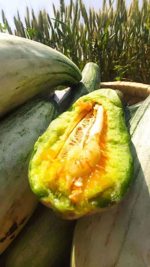 群众吃长瓜视频,群众共享舌尖上的快乐时光 第2张 群众吃长瓜视频,群众共享舌尖上的快乐时光 第2张