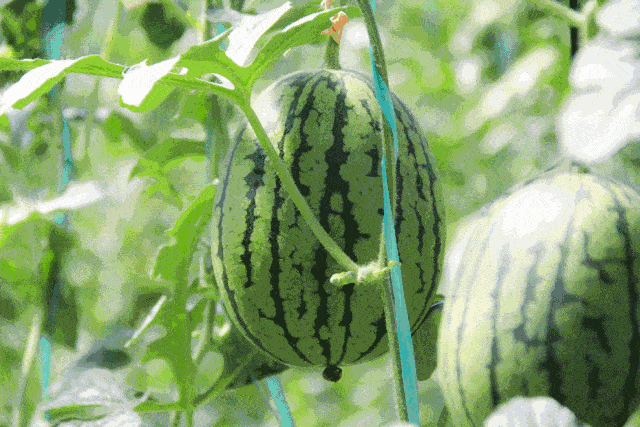 五一旅游吃瓜,吃瓜之旅欢乐多 第3张 五一旅游吃瓜,吃瓜之旅欢乐多 第3张