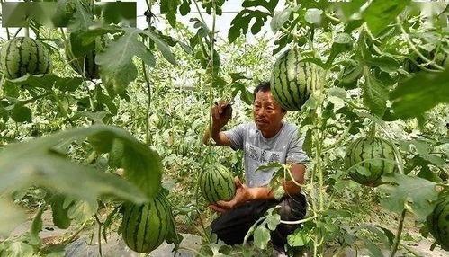 大兴庞各庄吃瓜  第1张