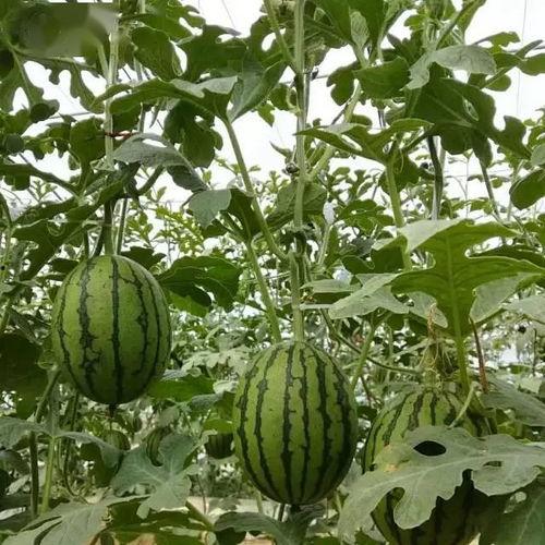 大兴庞各庄吃瓜  第2张