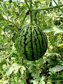 大兴庞各庄吃瓜  第3张