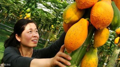 谷雨木瓜吃瓜  第1张