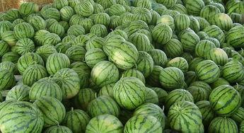 真实缅北免费吃瓜,免费吃瓜背后的真实故事  第2张