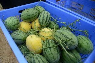 qq现实吃瓜群,网络社交的“瓜田”奇观  第3张