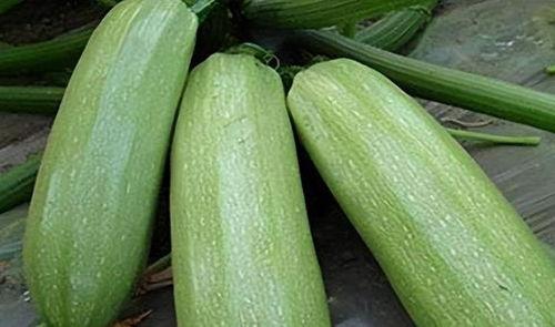 8月吃的瓜  第1张