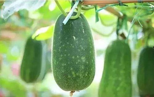 头条吃瓜解暑  第3张