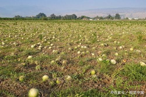 奉献吃瓜,一场关于奉献与收获的甜蜜之旅  第3张