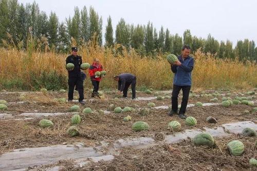 吃瓜群众岱岱 文章,一篇引人入胜的深度文章