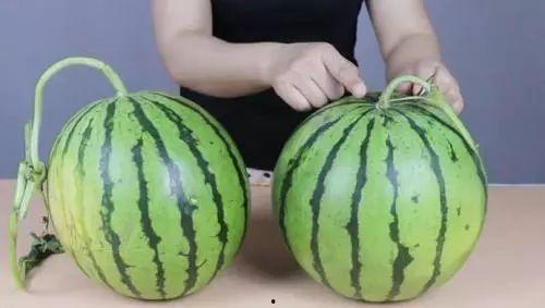 喜剧大赛吃瓜新鲜的瓜  第3张