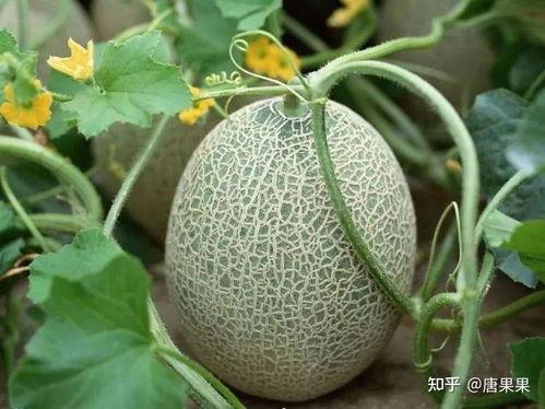 瓜地吃瓜图,夏日田园生活的悠闲画卷 第2张 瓜地吃瓜图,夏日田园生活的悠闲画卷 第2张